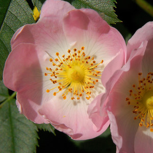 Rosa Canina Dog Rose 10 Seeds Outstanding variety 