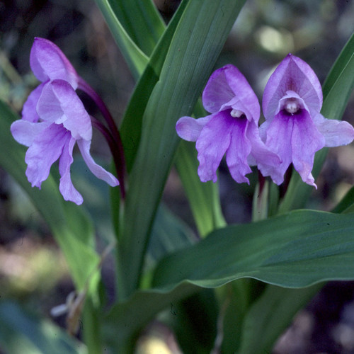 ROSCOEA ALPINA seed image