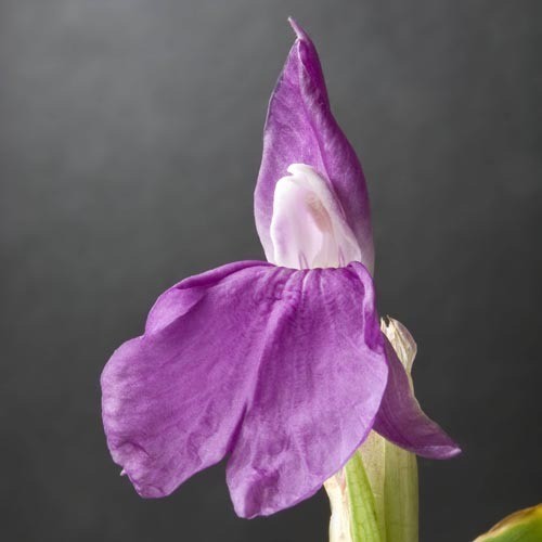 ROSCOEA AURICULATA seed image