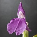 ROSCOEA AURICULATA seed image