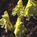ROSCOEA CAUTLEYOIDES seed image