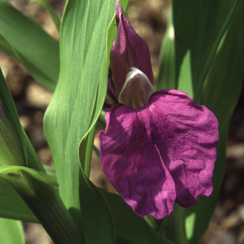 ROSCOEA PURPUREA var PROCERA seed image