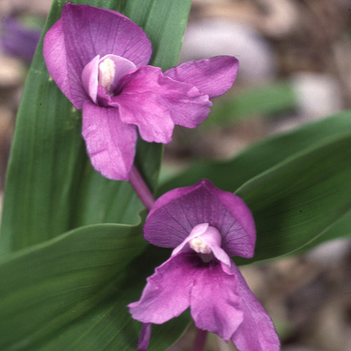 ROSCOEA PURPUREA seed image