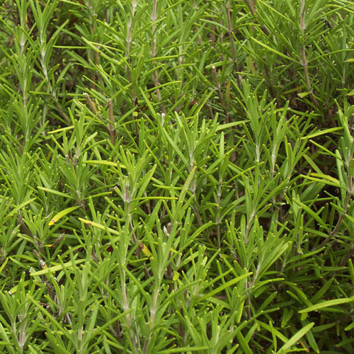 HERB ROSEMARY seed image