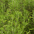 HERB ROSEMARY seed image