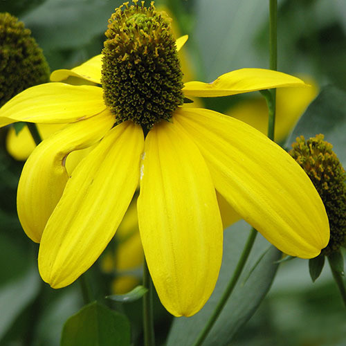 RUDBECKIA LACINIATA seed image