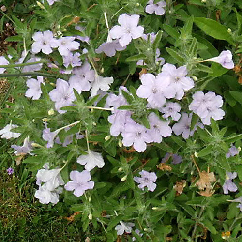 RUELLIA CILIATA seed image