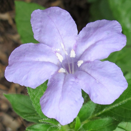 RUELLIA HUMILIS seed image