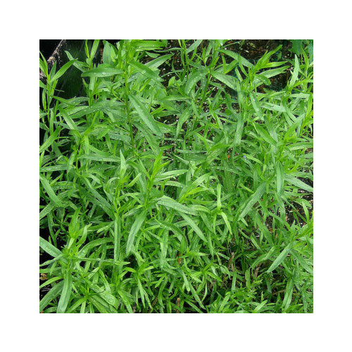 HERB RUSSIAN TARRAGON seed image