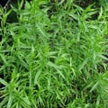 HERB RUSSIAN TARRAGON seed image