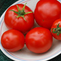TOMATO RUTH'S PERFECT seed image