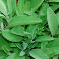 HERB SAGE seed image