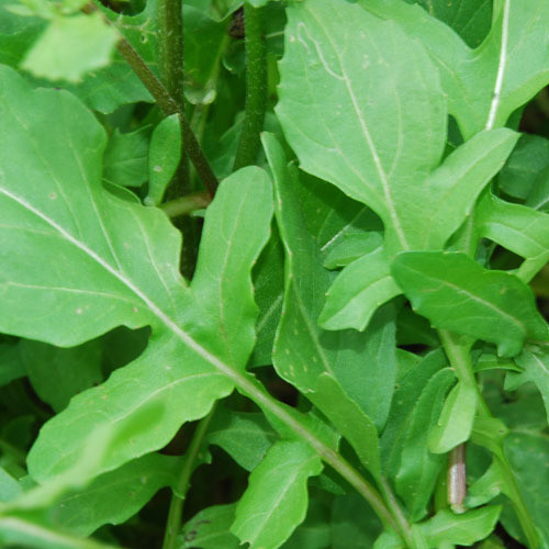 SALAD LEAF ROCKET seed image