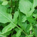 SALAD LEAF ROCKET seed image
