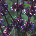 SALVIA AMPLEXICAULIS seed image