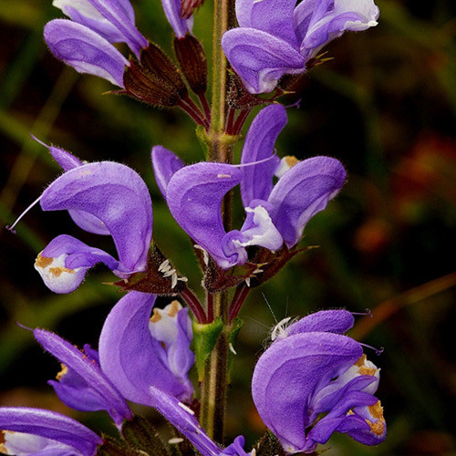 SALVIA BARRELIERI seed image