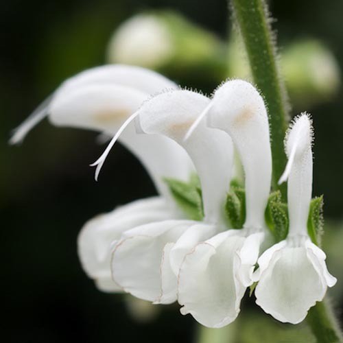 SALVIA CANDIDISSIMA seed image