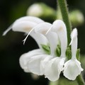 SALVIA CANDIDISSIMA seed image