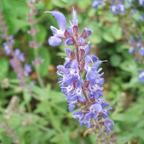 SALVIA DESERTA seed image