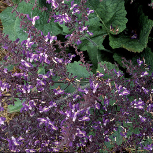 SALVIA FORSKAOHLEI seed image