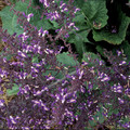 SALVIA FORSKAOHLEI seed image