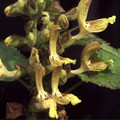 SALVIA GLUTINOSA seed image