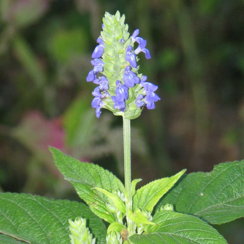 SALVIA HISPANICA seed image