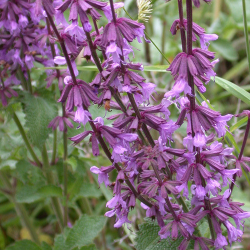 SALVIA JUDAICA seed image