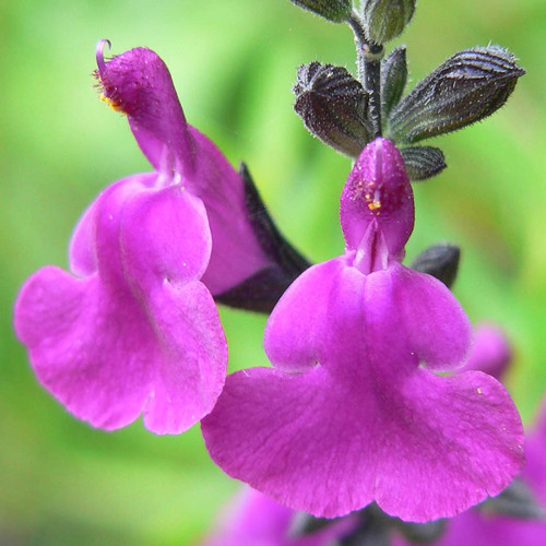 SALVIA MUELLERI seed image