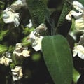 SALVIA OFFICINALIS ALBA seed image