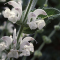 SALVIA SCLAREA ALBA seed image