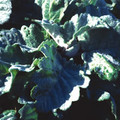 SALVIA SELECTION seed image