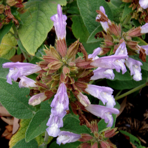 SALVIA TOMENTOSA seed image