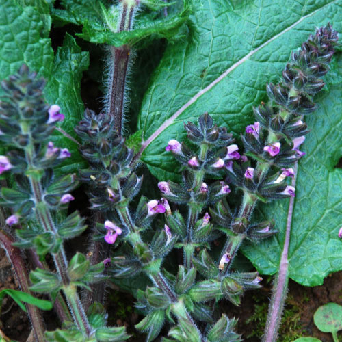 SALVIA VERBENACA seed image