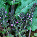 SALVIA VERBENACA seed image
