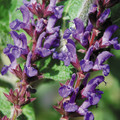 SALVIA VIRGATA seed image