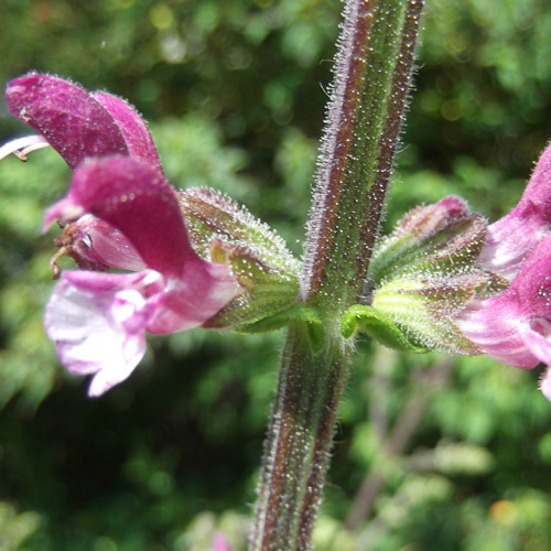 SALVIA VISCOSA seed image