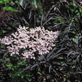 SAMBUCUS NIGRA 'BLACK FRILLS' seed image