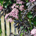 SAMBUCUS NIGRA DARK LEAF FORM seed image