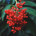 SAMBUCUS SACHALINENSIS seed image
