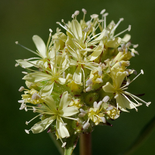 SAPONARIA BELLIDIFOLIA seed image