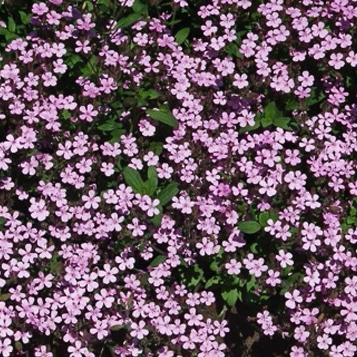 SAPONARIA OCYMOIDES seed image
