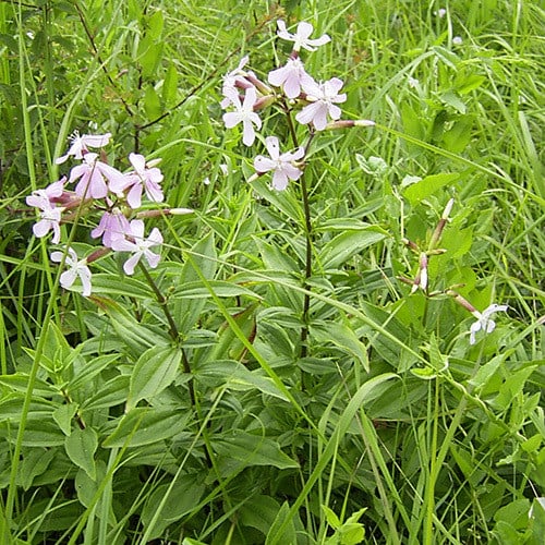SAPONARIA OFFICINALIS seed image