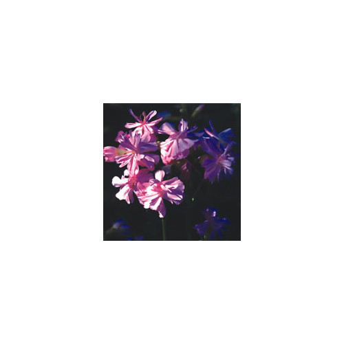 SAPONARIA OFFICINALIS ROSEA PLENA seed image