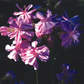 SAPONARIA OFFICINALIS ROSEA PLENA seed image