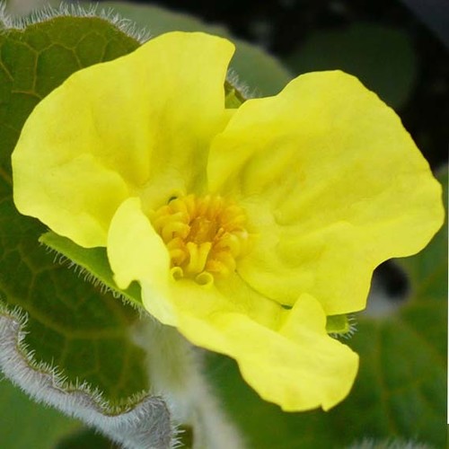 SARUMA HENRYI seed image