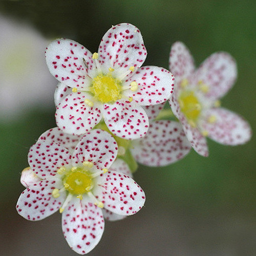 SAXIFRAGA CANIS DALMATICA seed image
