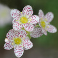 SAXIFRAGA CANIS DALMATICA seed image