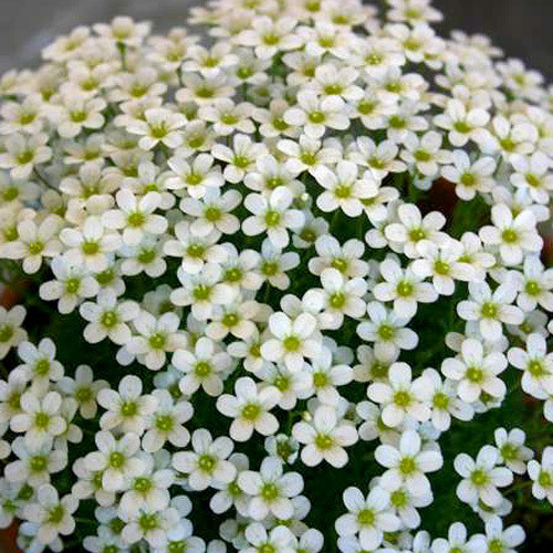SAXIFRAGA CEBENNENSIS seed image