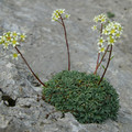 SAXIFRAGA CRUSTATA seed image